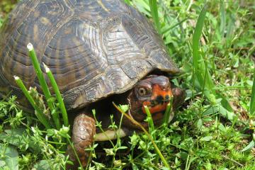 Box Turtles and People