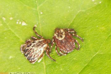 Ticks: What You Need to Know