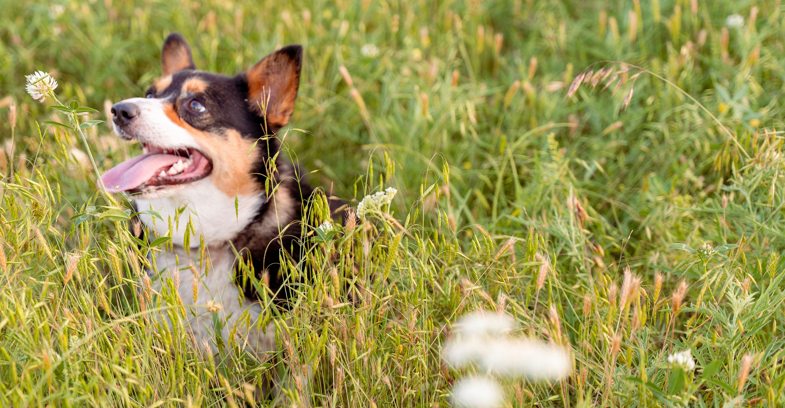 OSU College of Veterinary Medicine to host Fall Conference and Rabies Symposium