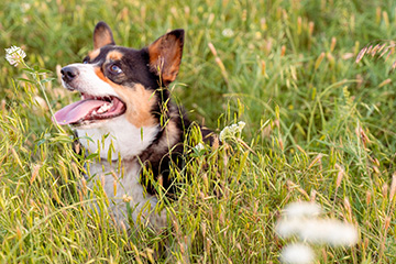 A tricolor corgi stands alert in a field of tall grass with its tongue out, surrounded by wild vegetation in an outdoor setting.