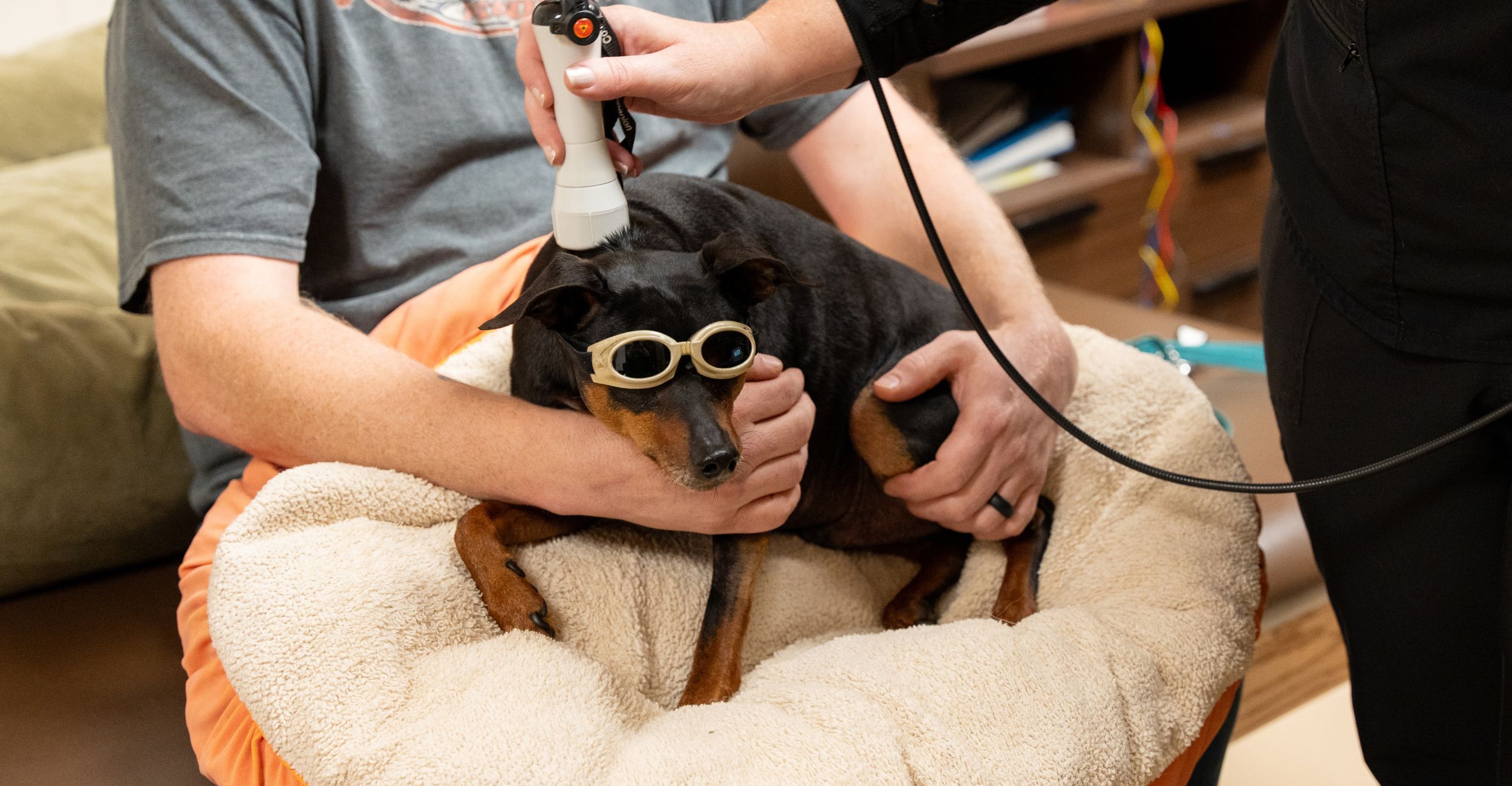 A small black dog wears goggles and has a device scan his back while his owner holds him.
