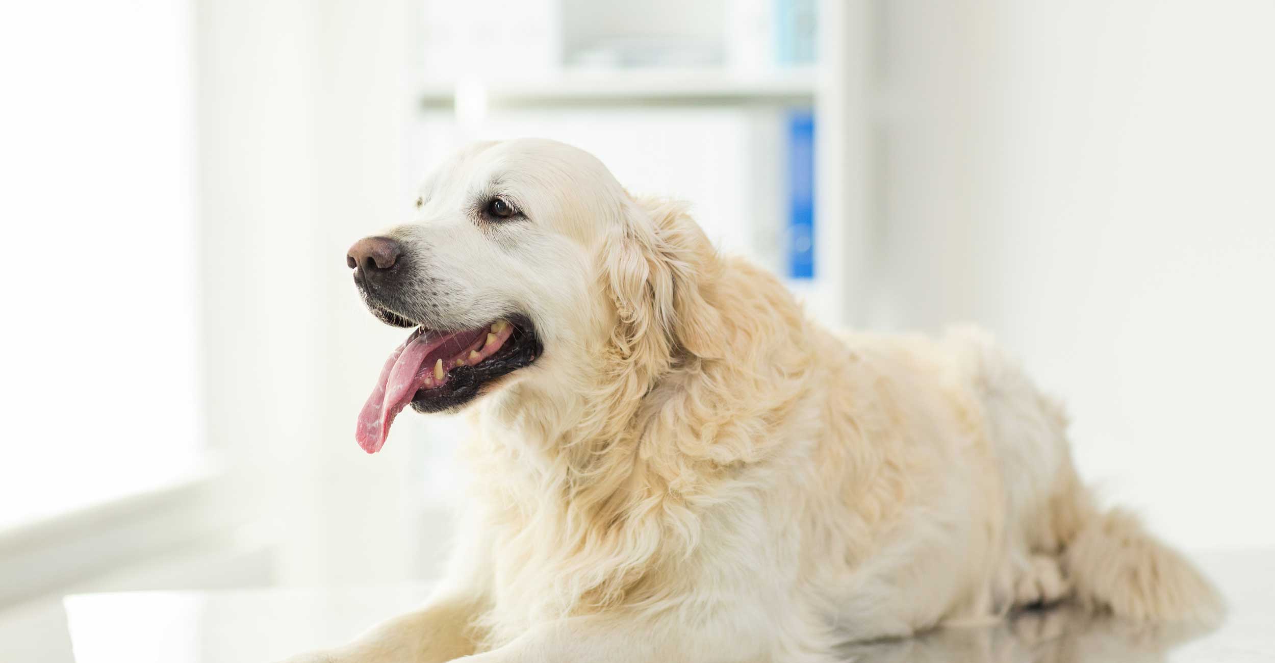 A dog lying on a shiny surface indoors, with its mouth open and tongue out, appearing relaxed in a bright, clean setting.