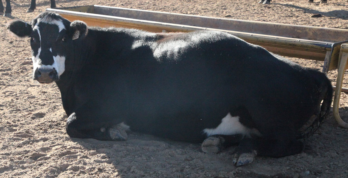 Want Healthy Calves? Start Early