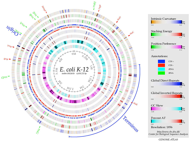Circular genome map of E. coli K-12 showing concentric rings with color-coded data for intrinsic curvature, stacking energy, position preference, annotations, repeats, GC skew, and percent AT, with a legend on the right.