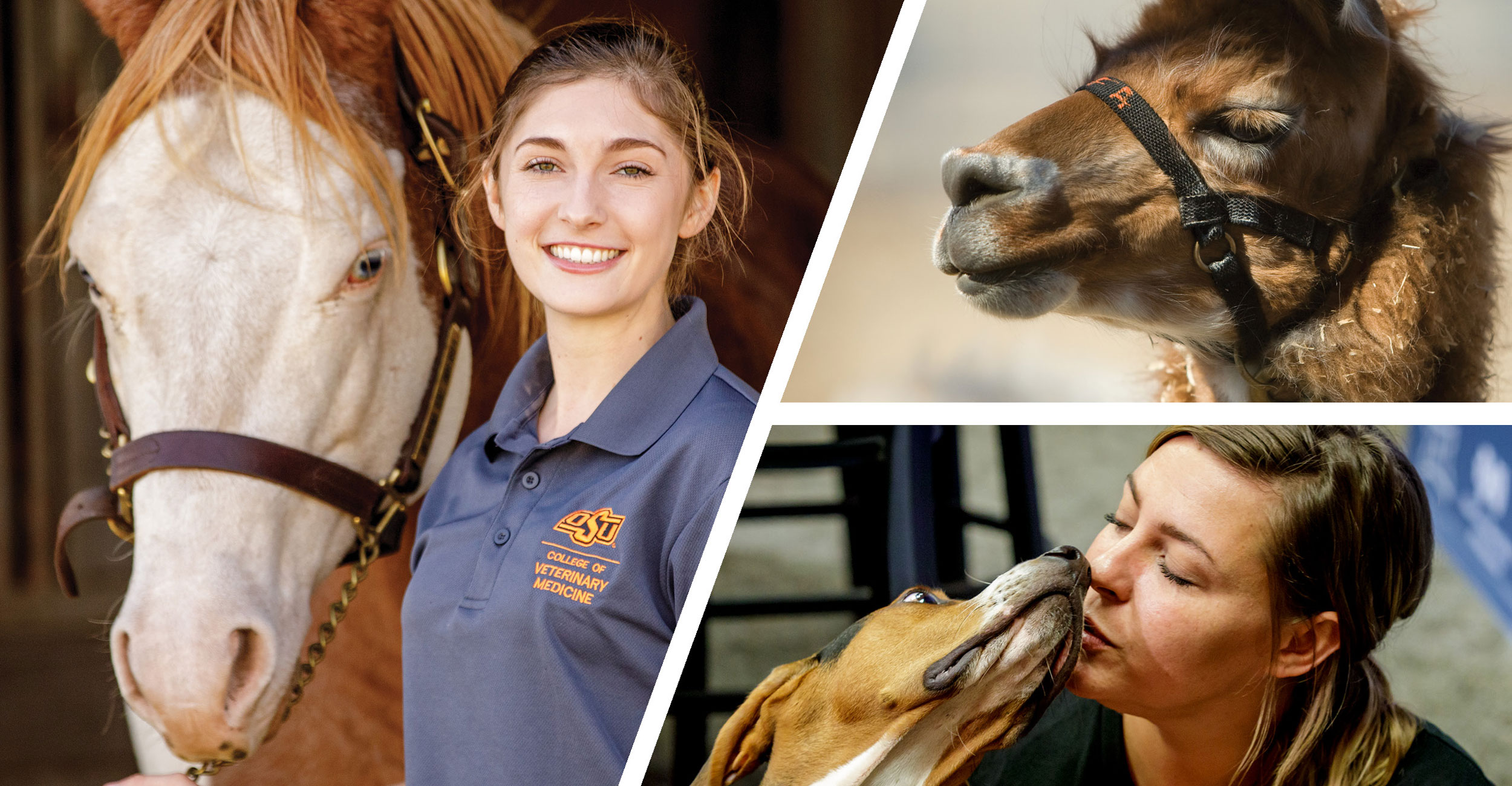 OSU College of Veterinary Medicine to Host Fall Conference InPerson