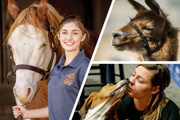 collage with 3 animals