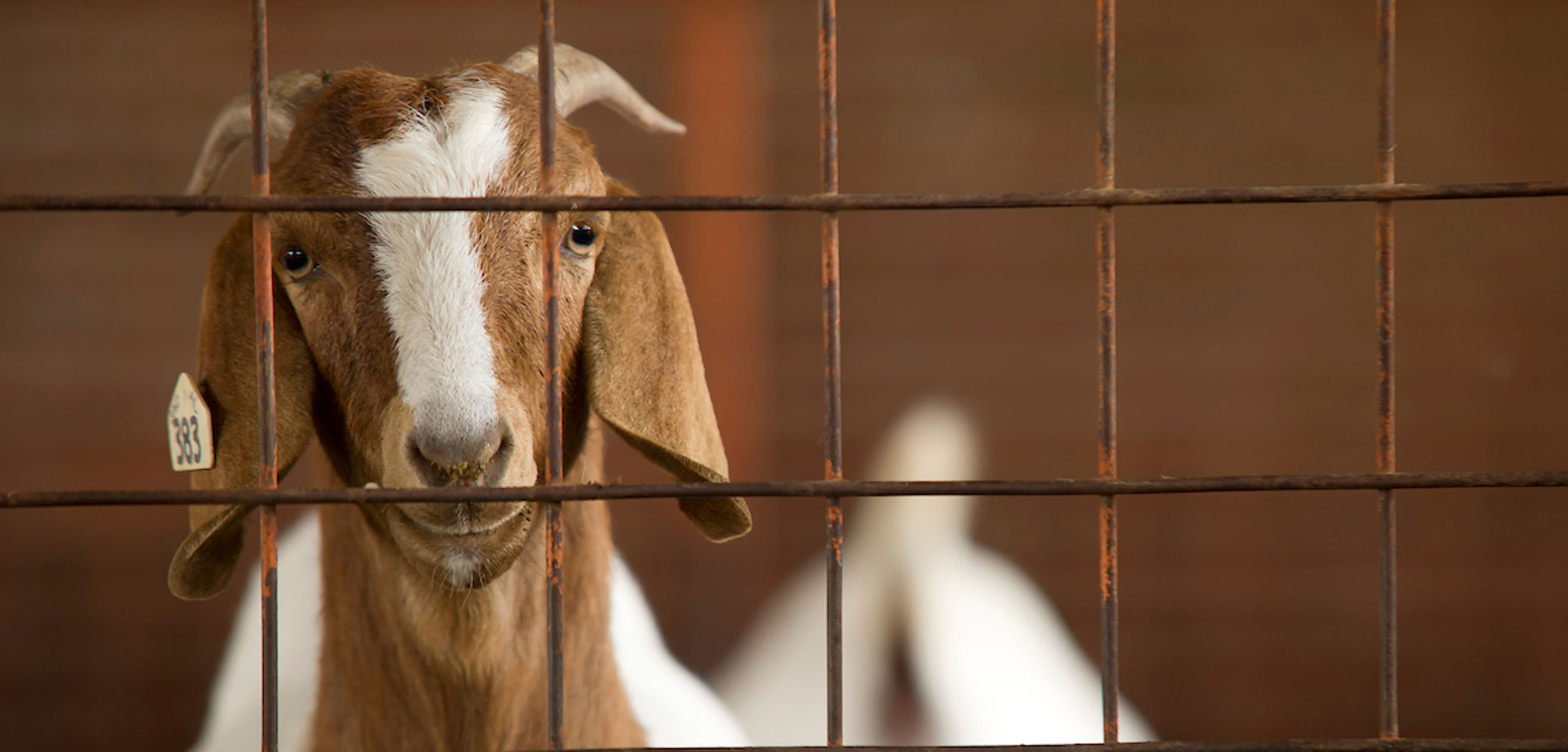 Veterinary Viewpoints: Is my sheep or goat sick? | Oklahoma State University