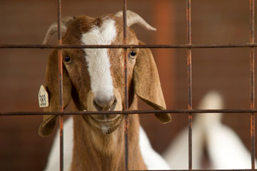 Veterinary Viewpoints: The Basics of Goat Care
