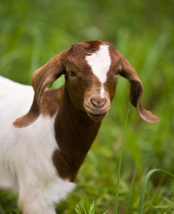 Veterinary Viewpoints: Top 10 Things You Need to Know about Goat Pneumonia  | Oklahoma State University