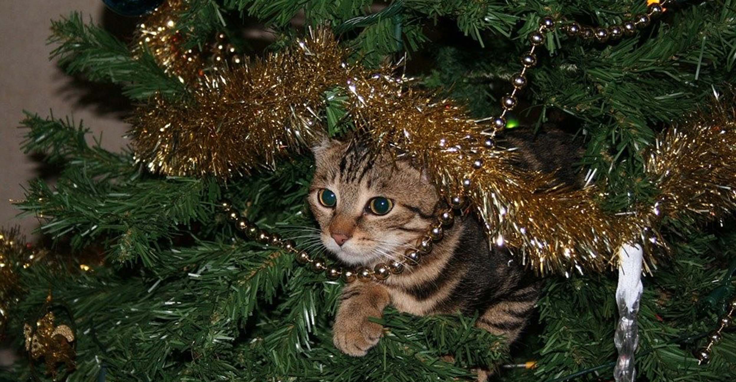 A cat in a Christmas tree.