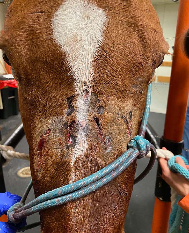 A picture of a horse's face with cuts on it. 