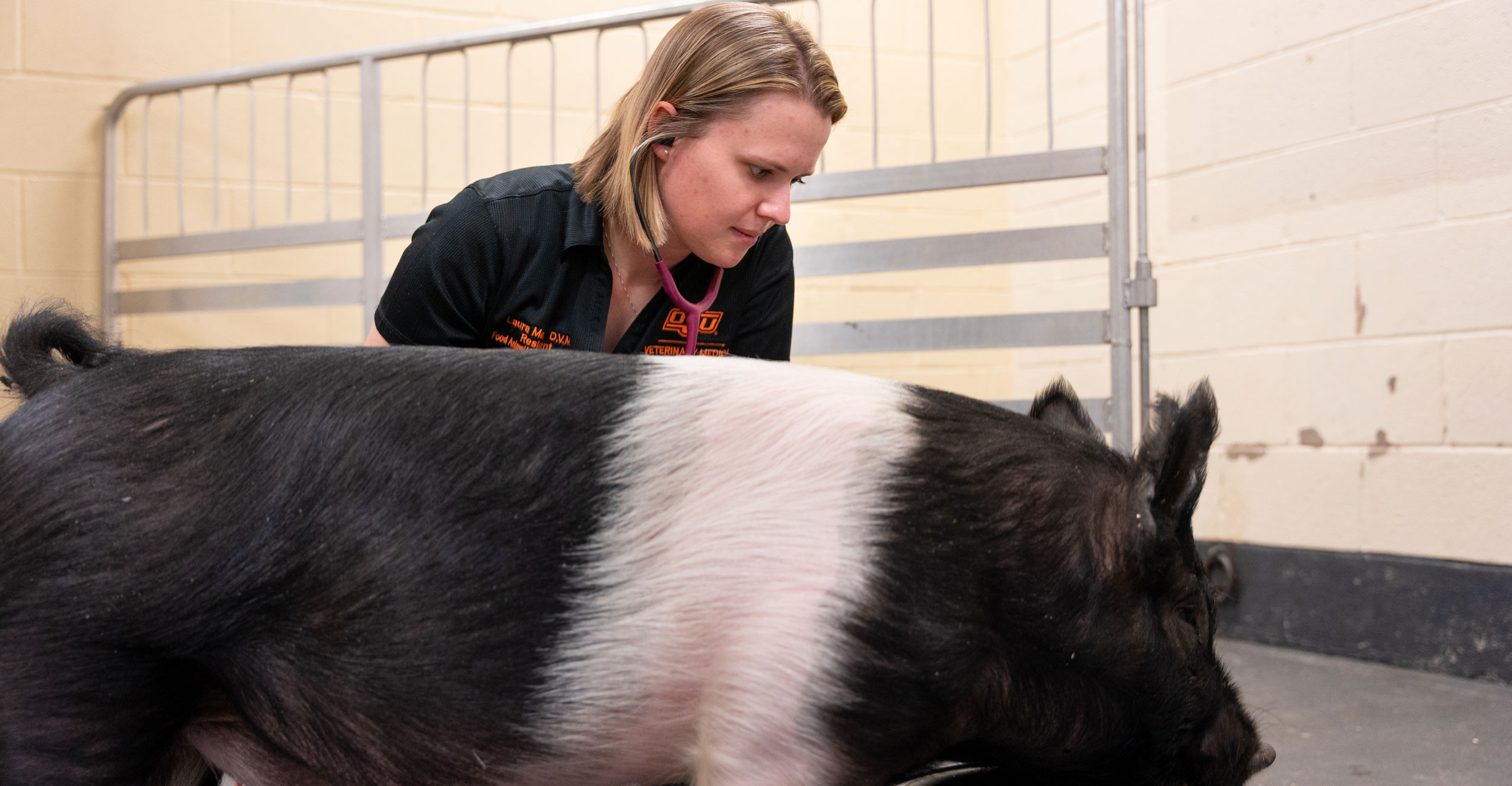 Livestock show preparation: The importance of a Certificate of 