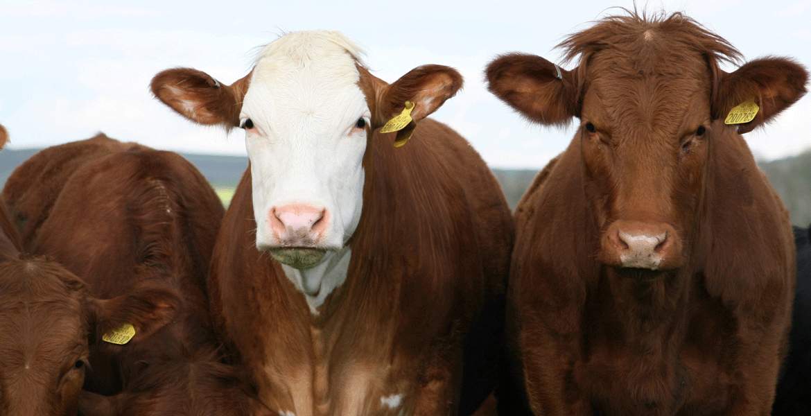 Osu Veterinary College Launches Integrative Beef Cattle Program For