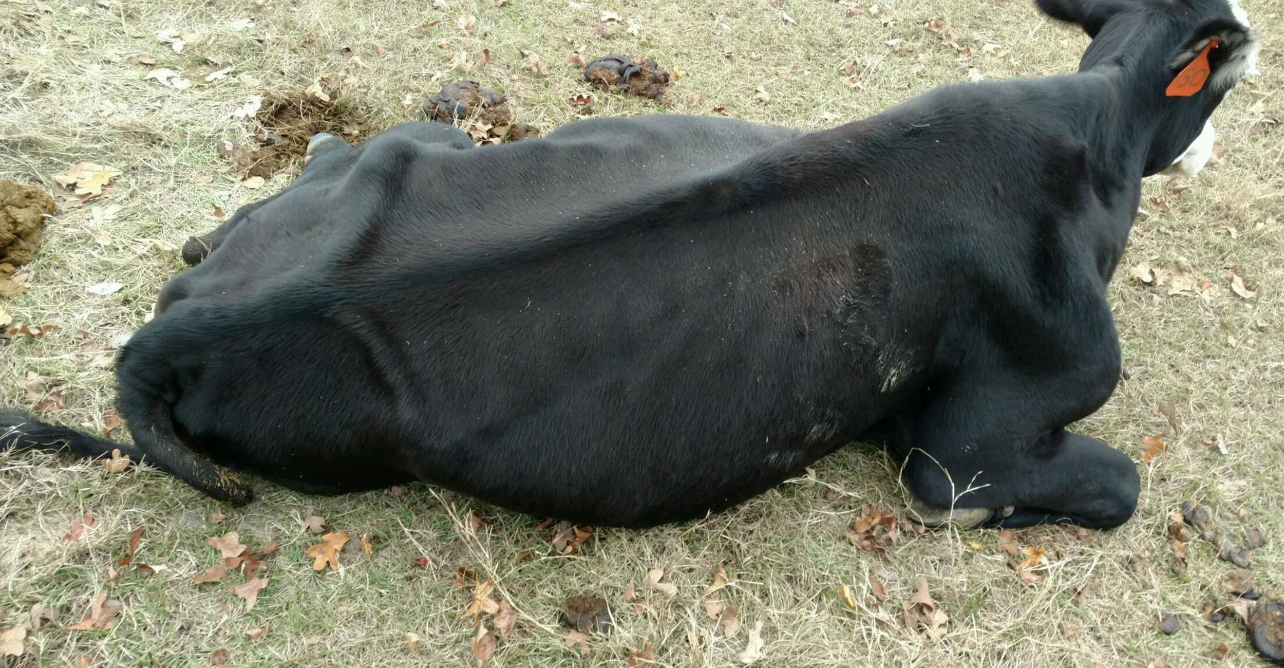 A picture of a cow with Johne's Disease