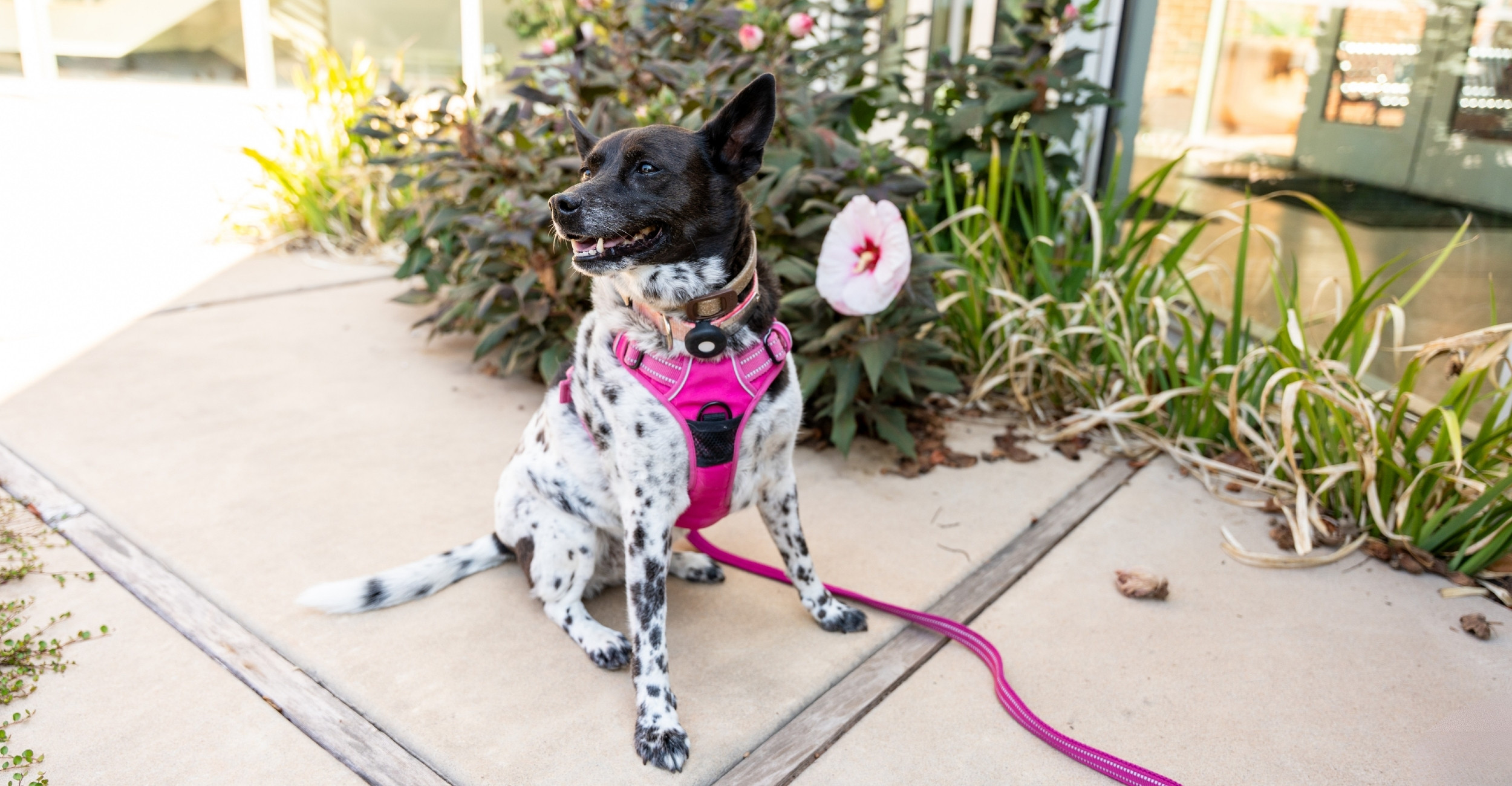 Lucy the dog is sitting on the ground outside wearing a pink harness.