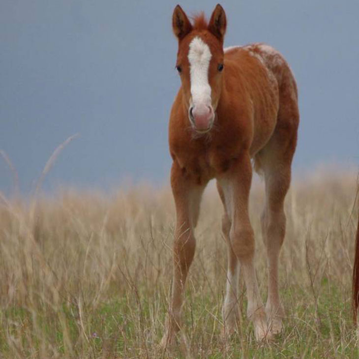brown horse in field