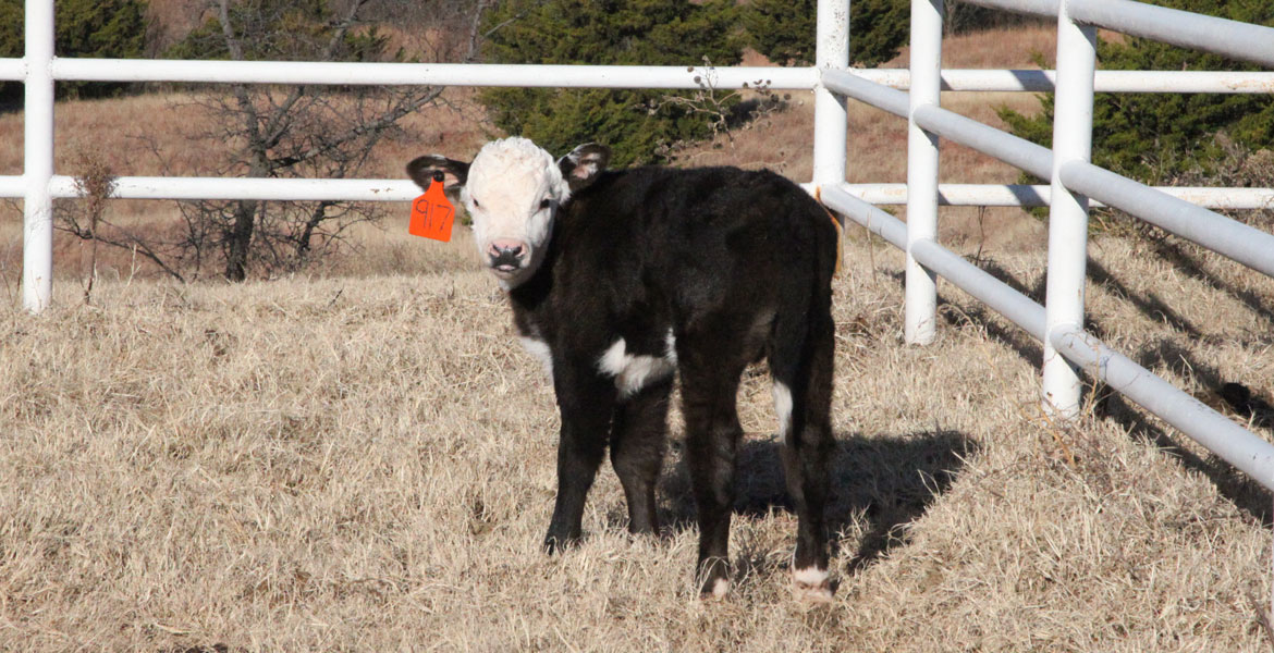 Preventing Cold Stress In Calves | Oklahoma State University