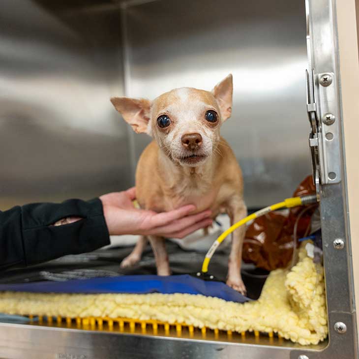 A small black dog wears goggles and has a device scan his back while his owner holds him.