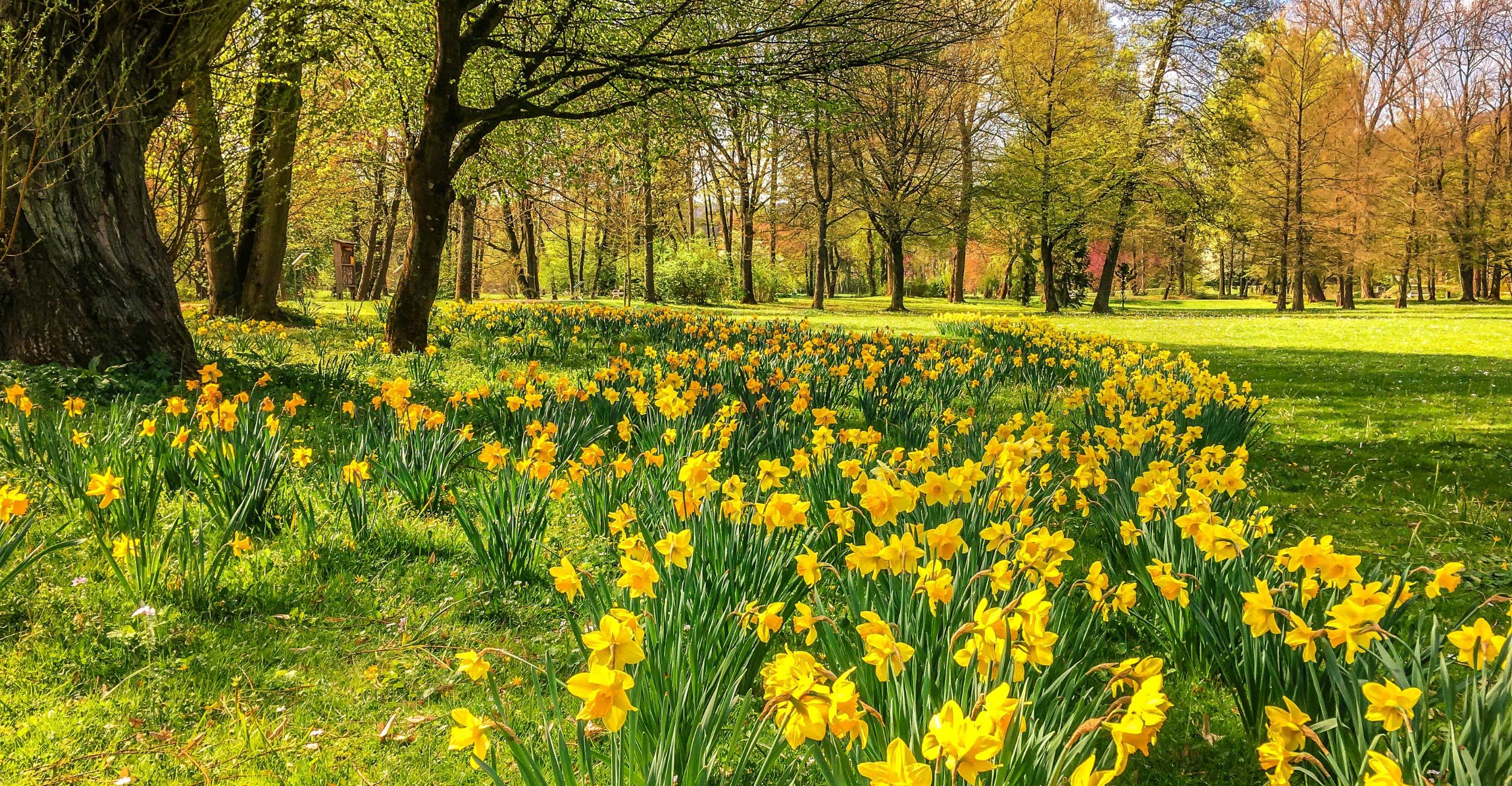 Yellow wild flowers in a pasture
