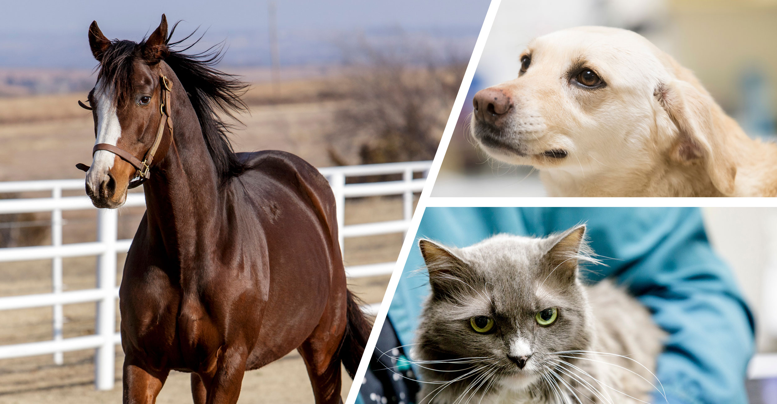 collage with a horse, dog and cat