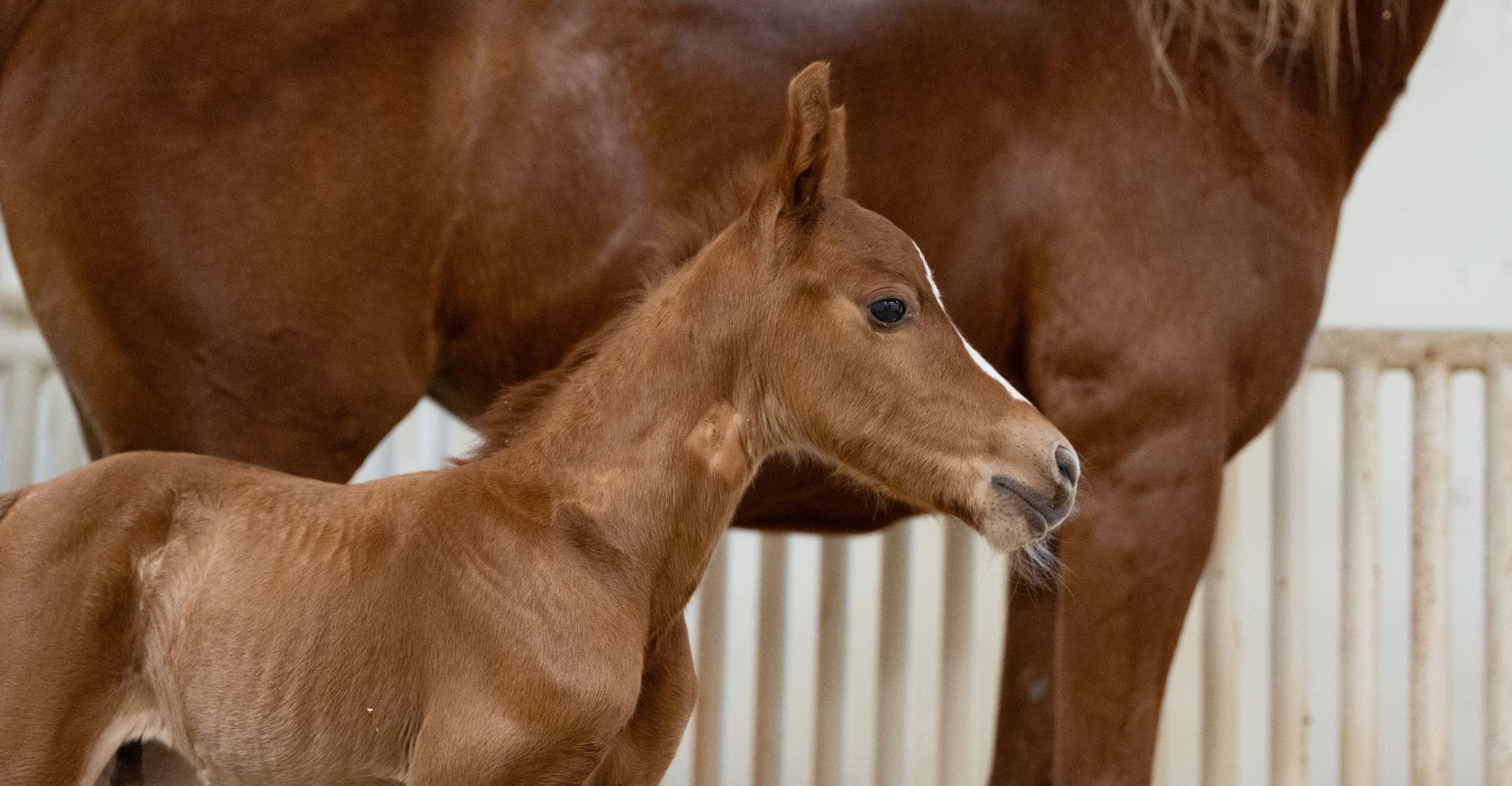 Born to Persevere: Percy’s recovery at OSU Veterinary Medical Teaching Hospital