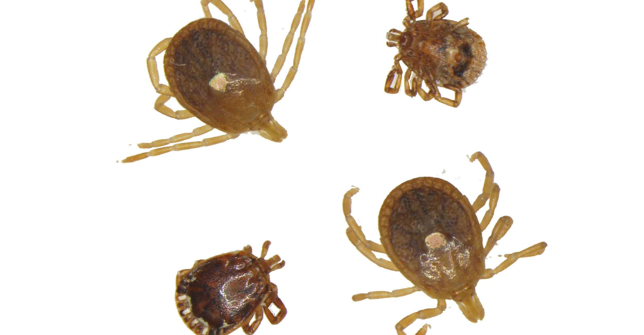 Different types of ticks that can affect livestock