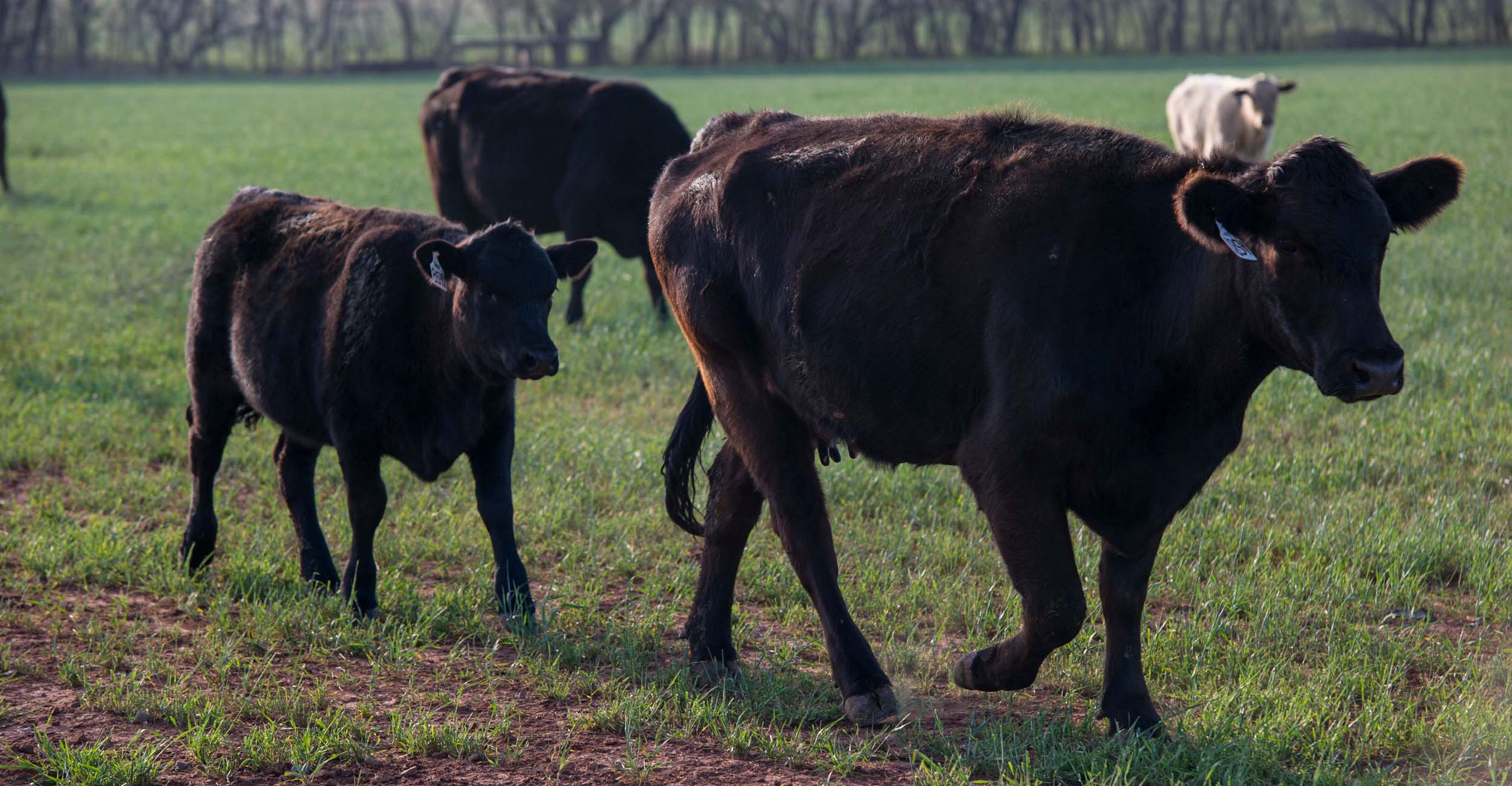 A calf walks behind a cow in a field.