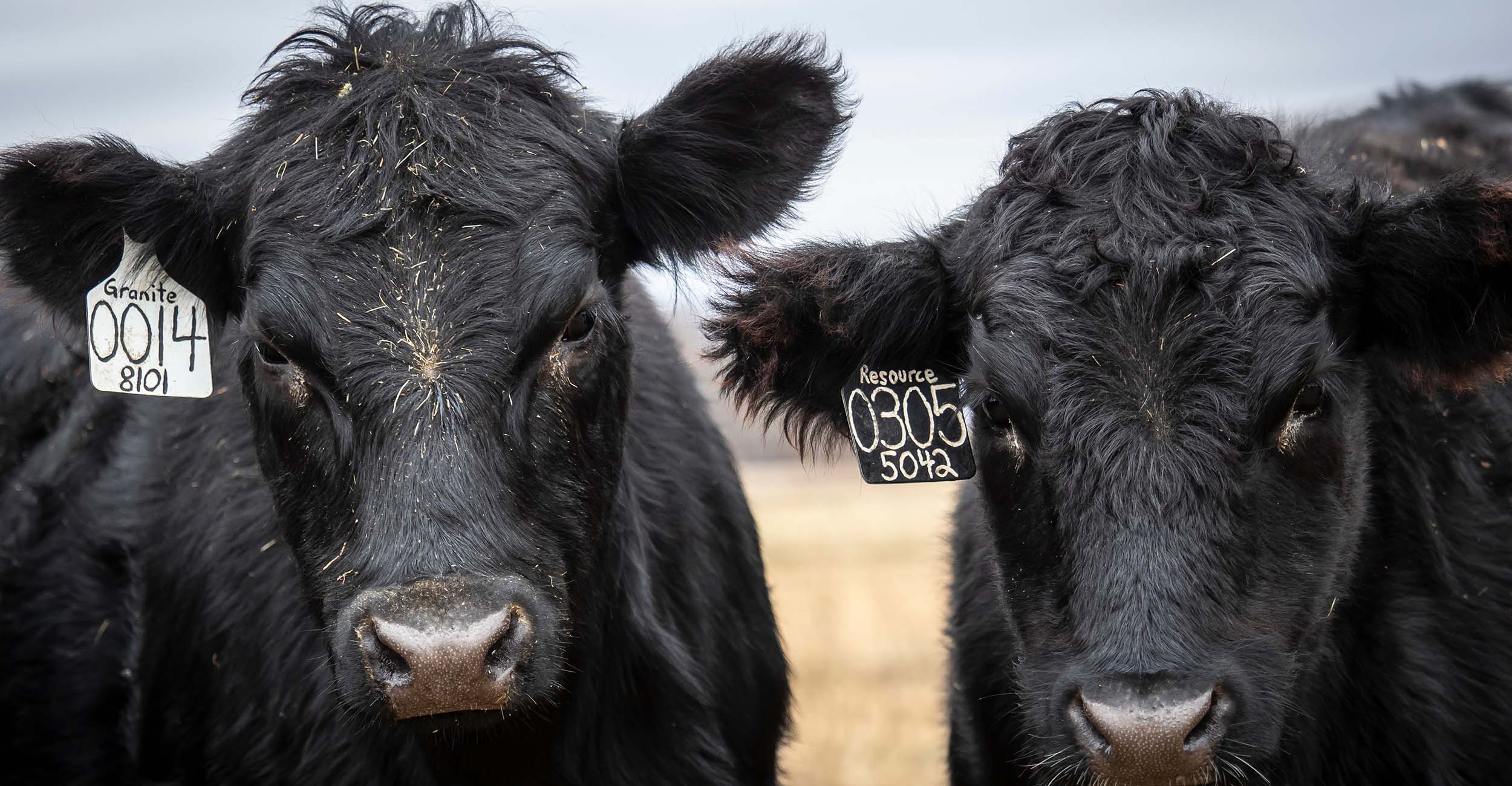 A picture of two cattle.