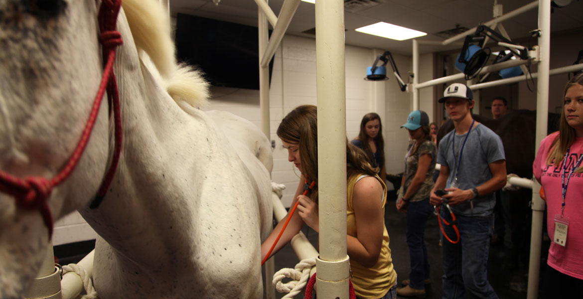 Vet for a Day 4H Students Visit OSU’s Veterinary Center Oklahoma