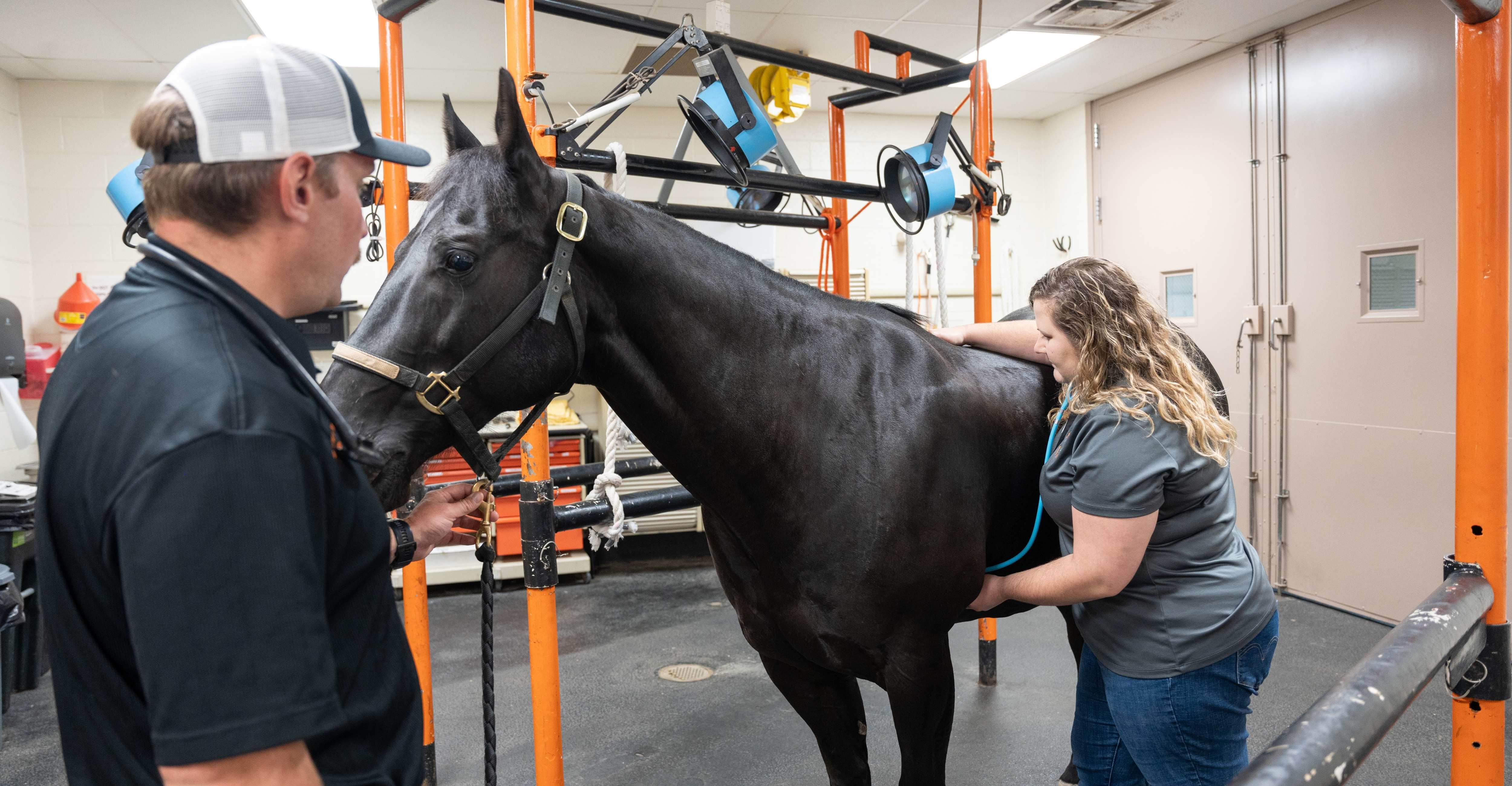 A veterinary student uses a stethoscope to examine Bullet the horse while a faculty member holds the horse’s lead rope inside a brightly lit veterinary clinic equipped with orange safety rails and medical equipment.