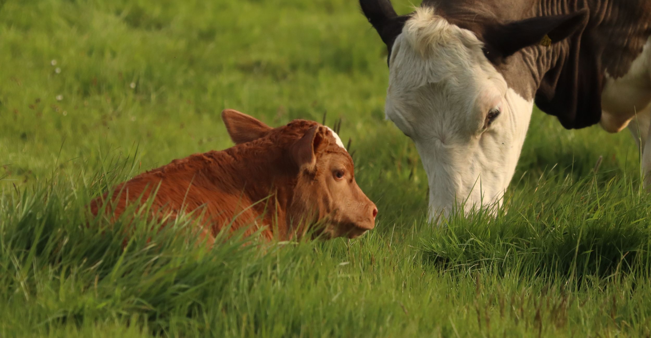 Cattle from the same operation eat from the same feed bunks