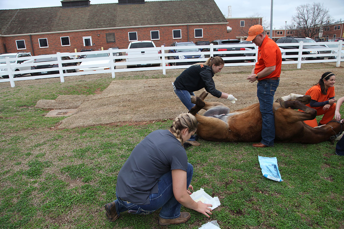 student performing equine castration