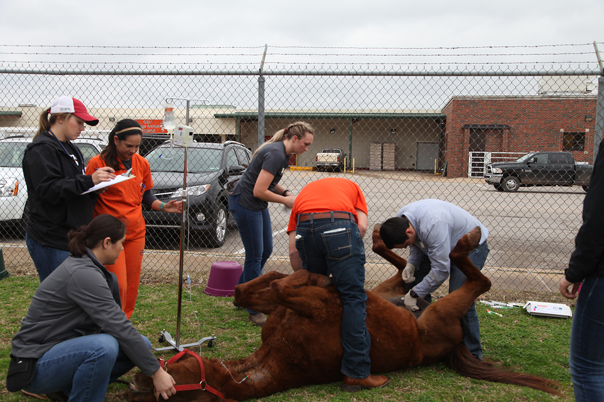 students performing equine castration