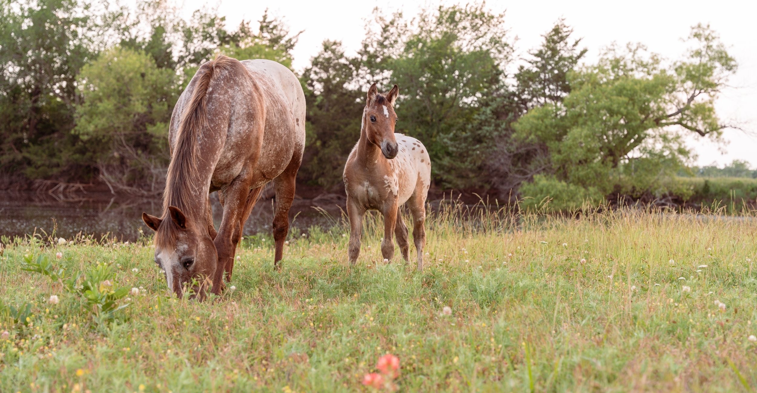A mare and her foal grazing in a pasture.