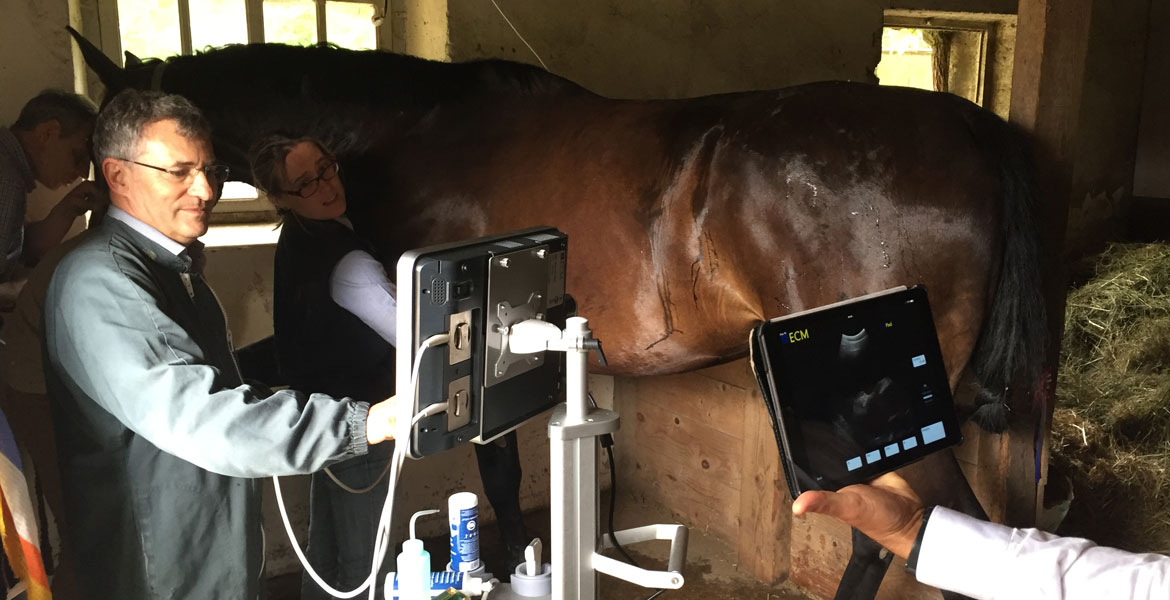 equine ultrasound equipment in use