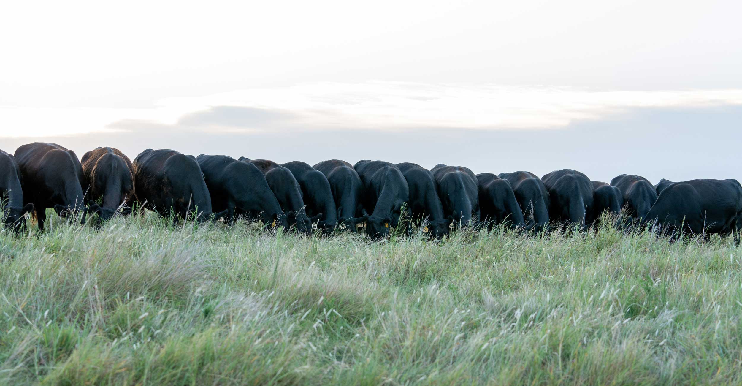 Angus cattle getting ready for calving season