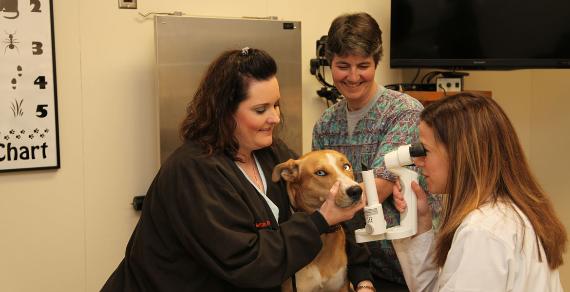 Examining and medicating a cat's eyes, Veterinary Teaching Hospital