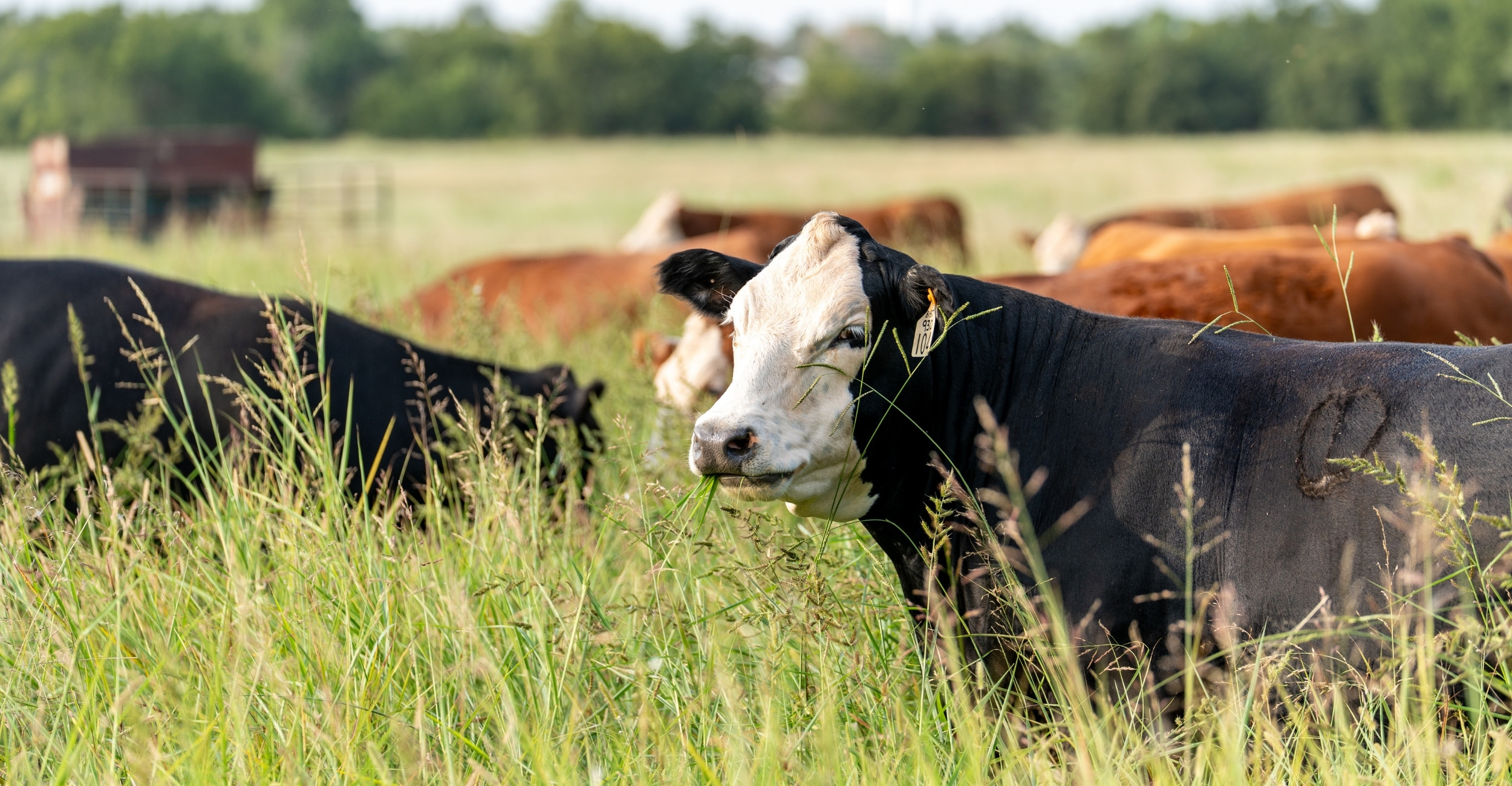 2026 recipients of the Oklahoma Rural Veterinary Scholarship and Loan Forgiveness Program named