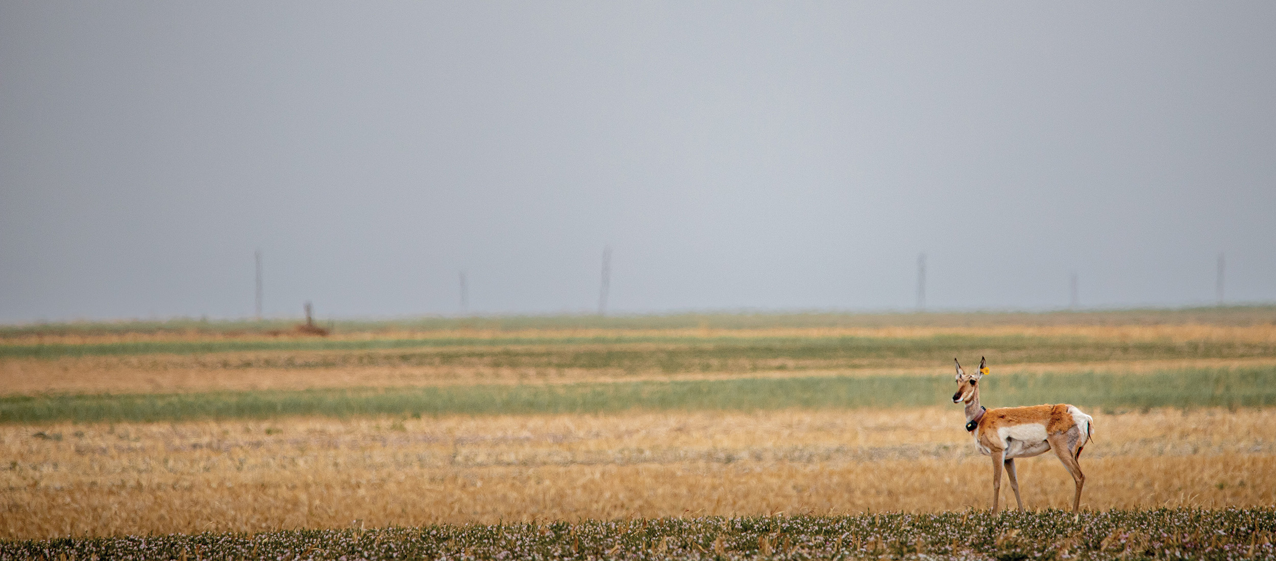 A mother pronghorn scouts an open area of land in the Panhandle.
