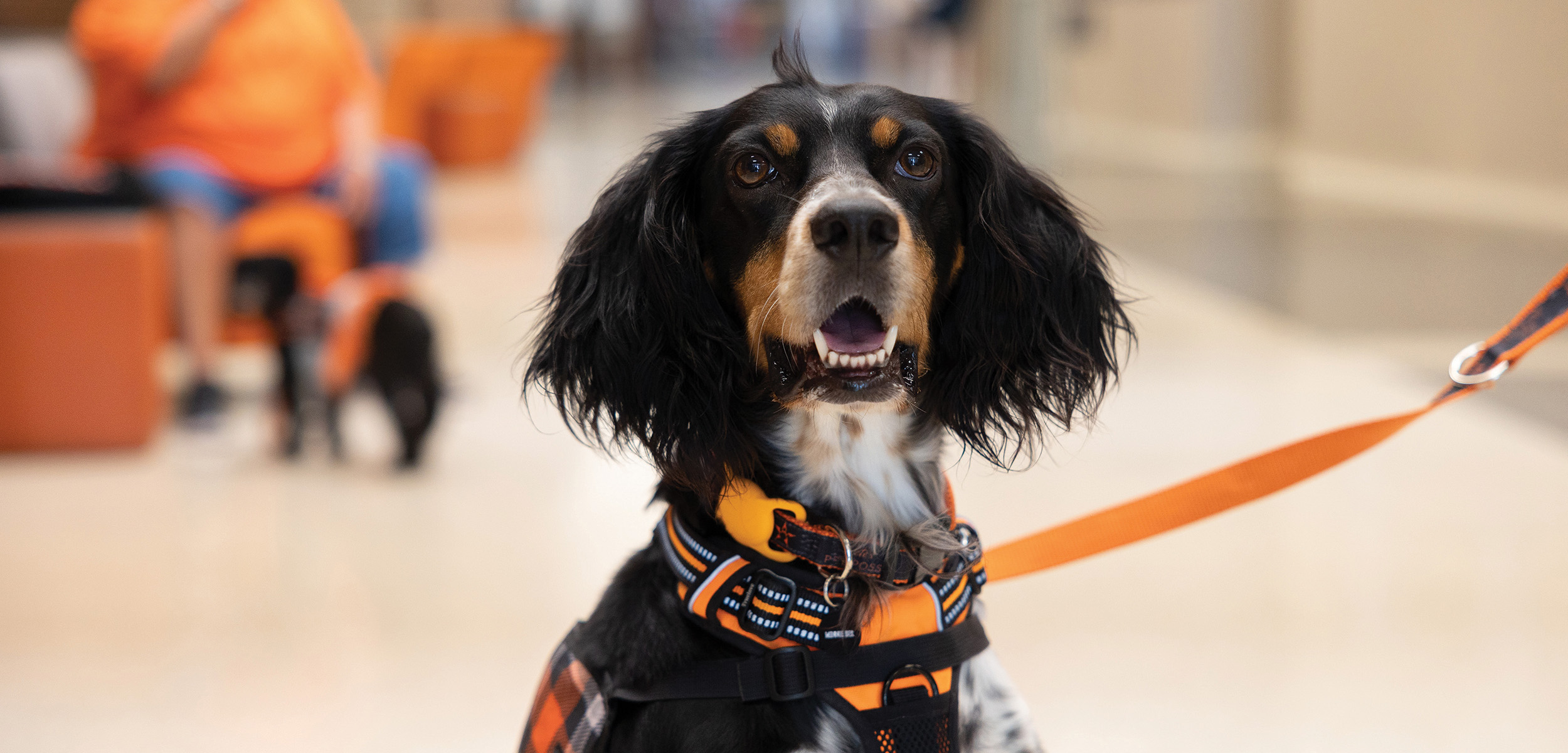 Minnie, an English setter is wearing an orange Pete's Pet Posse vest with an orange leash.