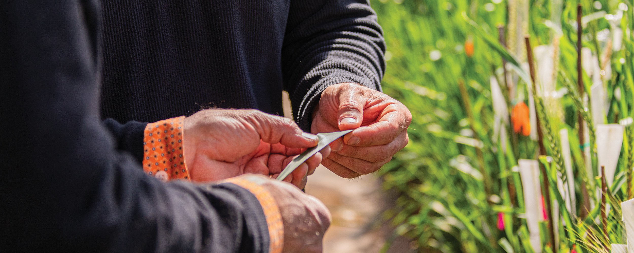 Stripe and leaf rust are the two most damaging wheat diseases in Oklahoma. (Photo courtesy of Addison Raber)