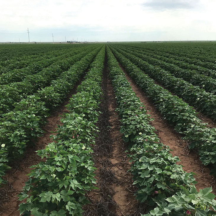 Cotton plants