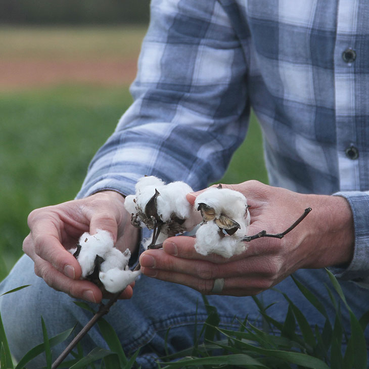 Cotton in Byrd's hands