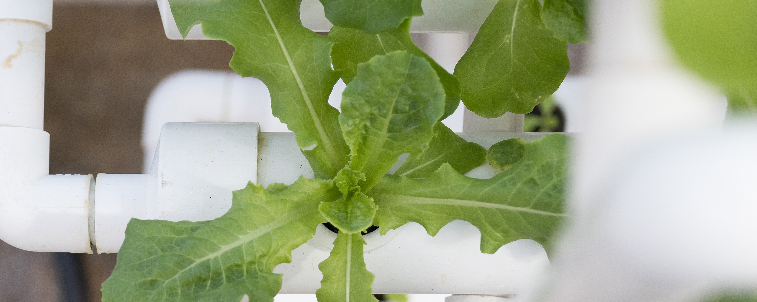 Planting Solutions: OSU programs collaborate against food insecurity