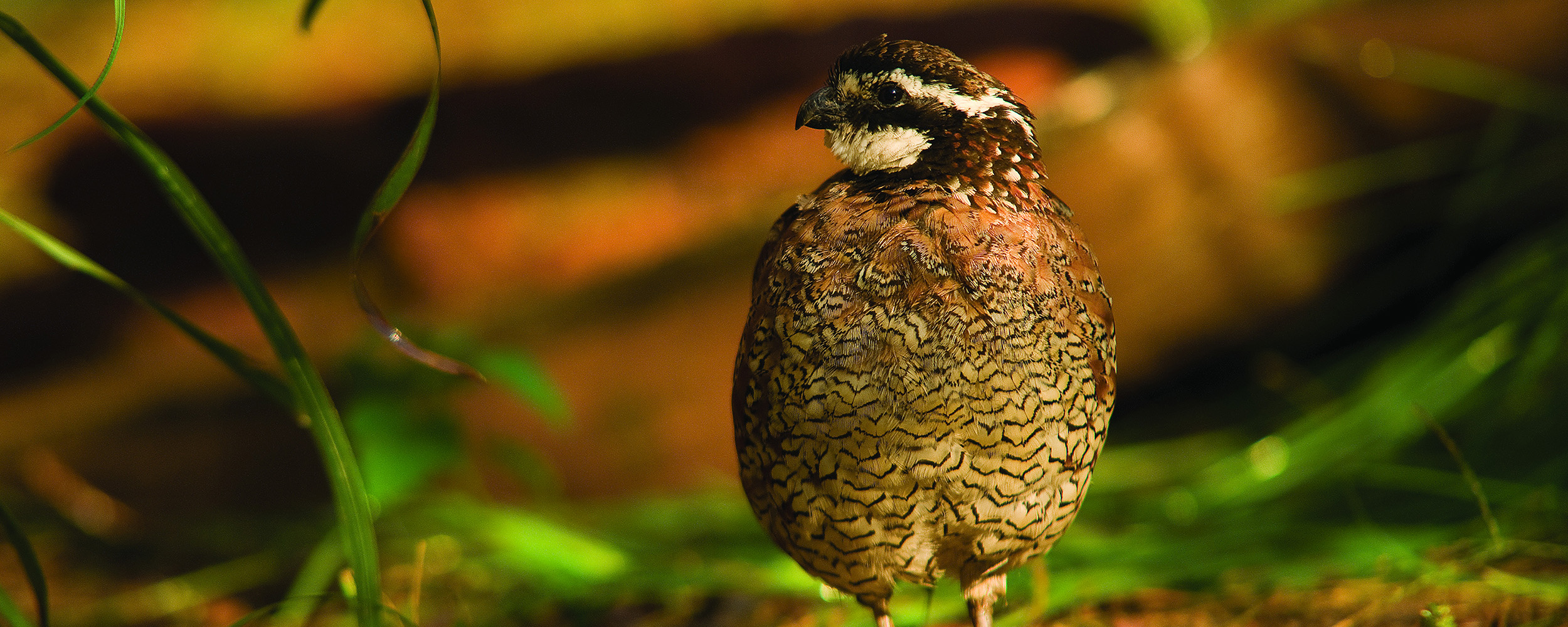 Conditions of the Covey: Researchers search for answer to quail population decline