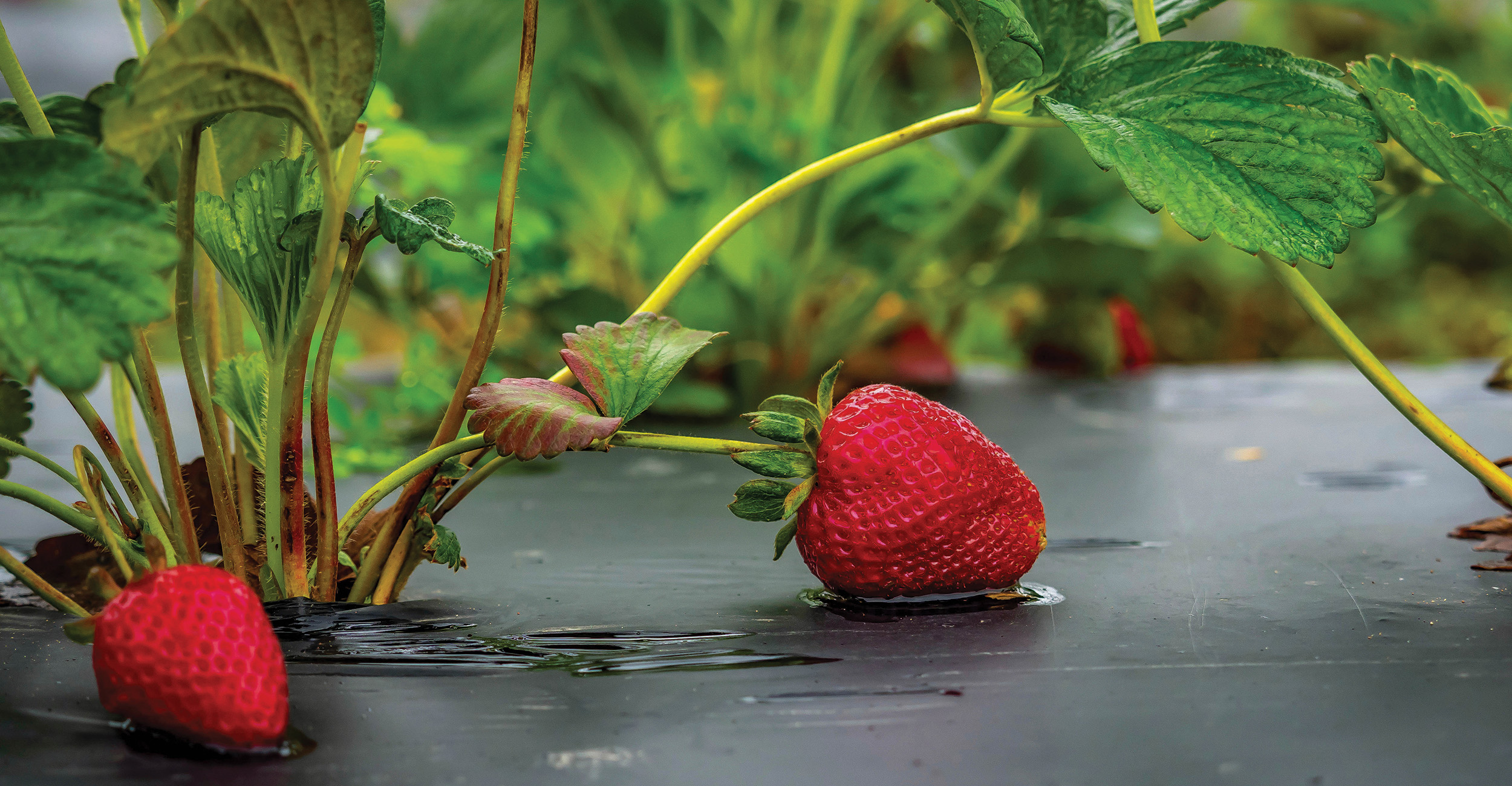 Small town Strawberries Oklahoma State University