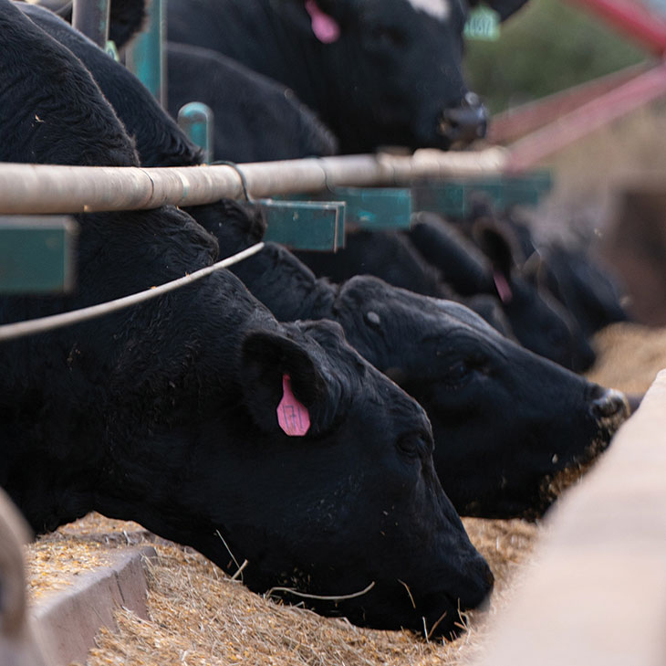 Cattle at hay bunker