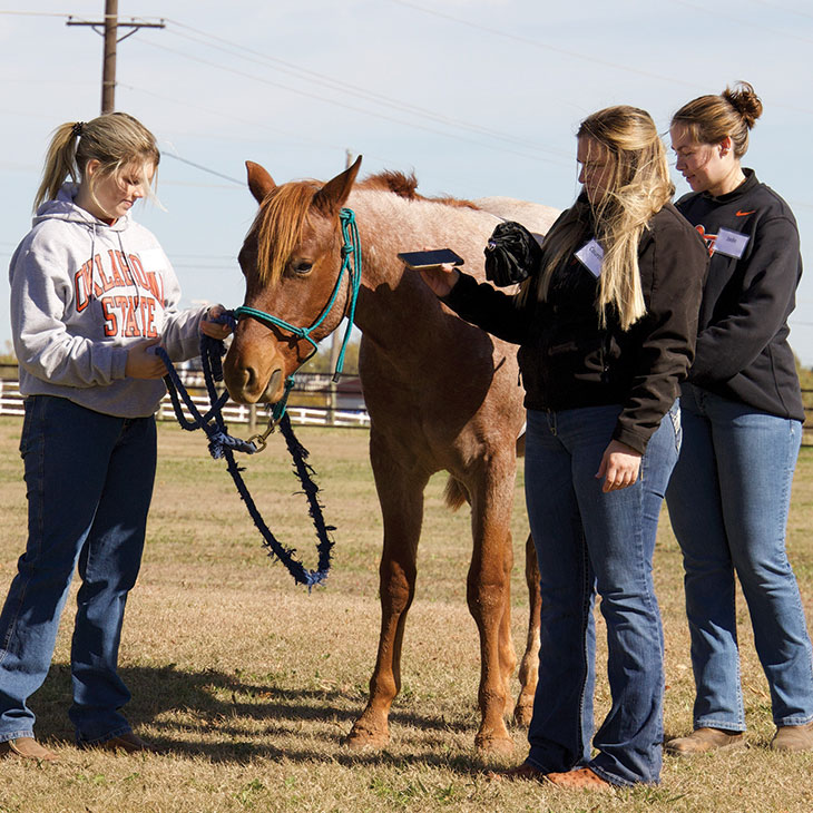 Students conduct experiments using horses