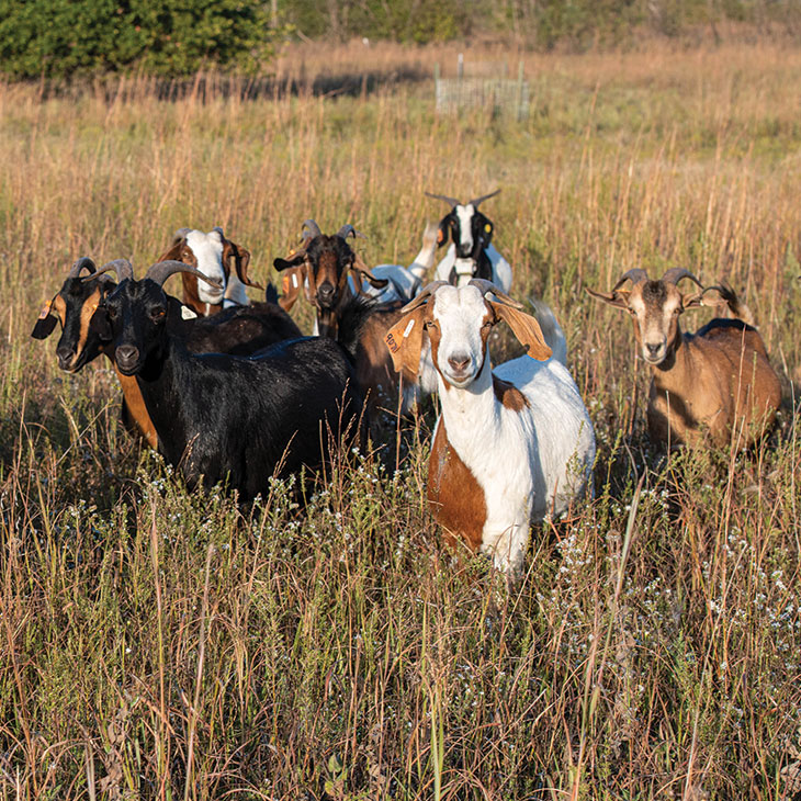 Goats grazing