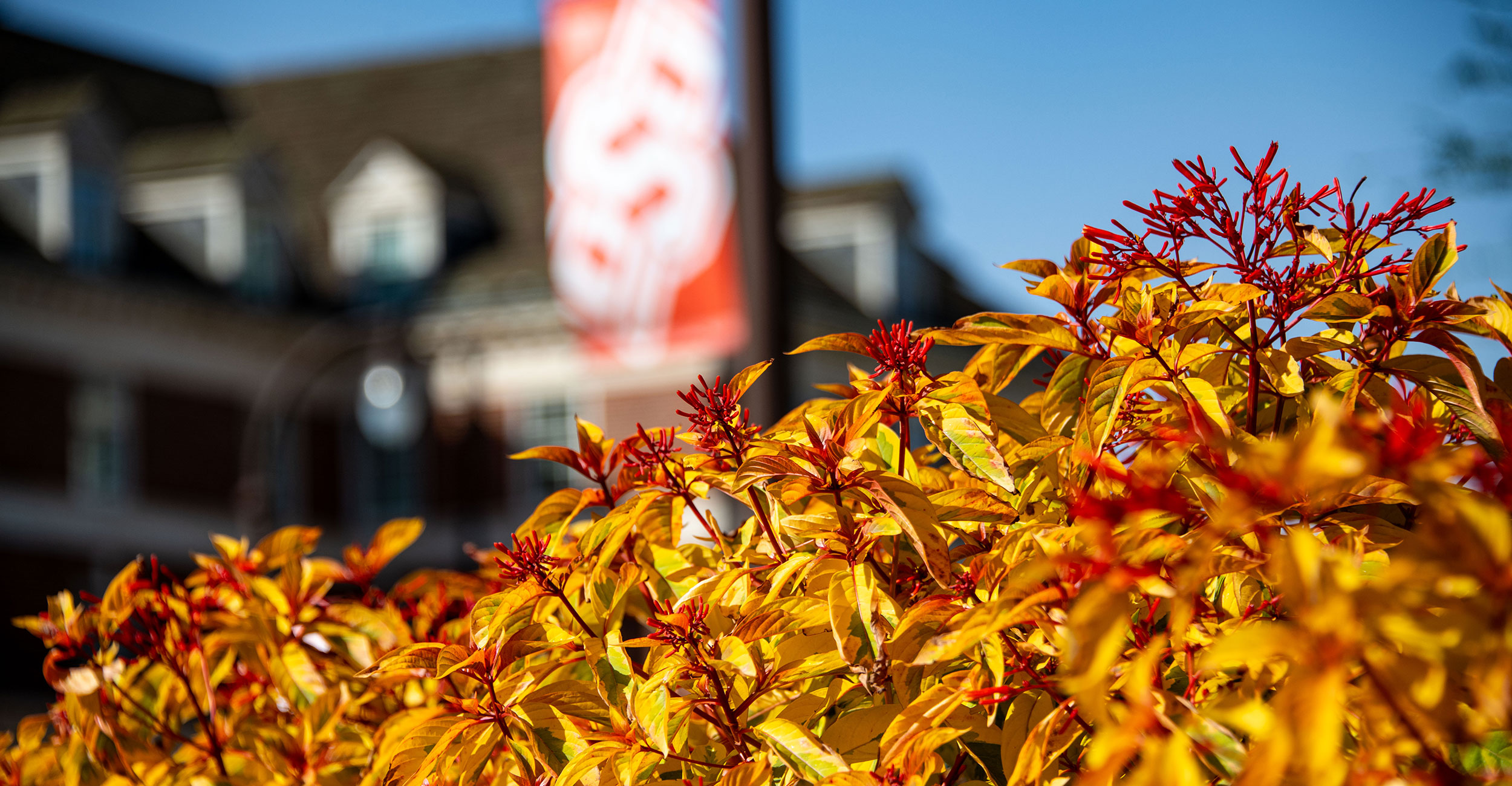 Fall foliage on campus with OSU banner out of focus
